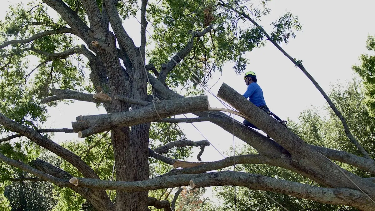 Professional Crown Thinning performed by certified arborists in Kinsey